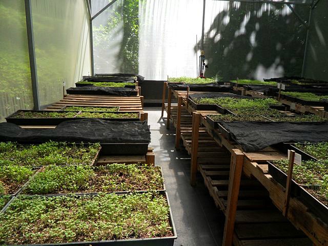 Microgreens, organic, green house, invernero, Parador Resort and Spa, food, vegetables, TS76