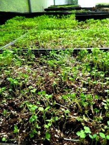 Microgreens, organic, green house, invernero, Parador Resort and Spa, food, vegetables, TS76