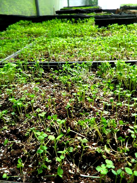 Microgreens, organic, green house, invernero, Parador Resort and Spa, food, vegetables, TS76