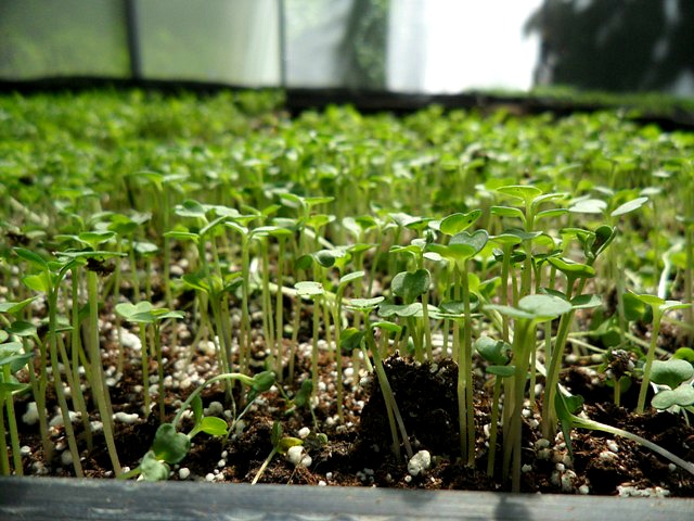 Microgreens, organic, green house, invernero, Parador Resort and Spa, food, vegetables, TS76