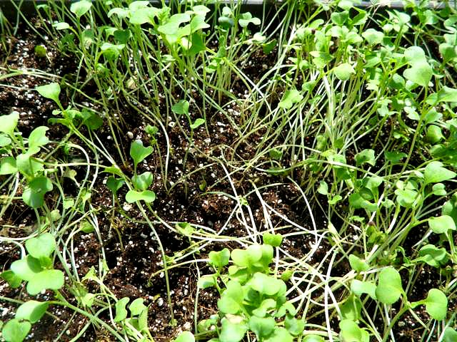 Microgreens, organic, green house, invernero, Parador Resort and Spa, food, vegetables, TS76
