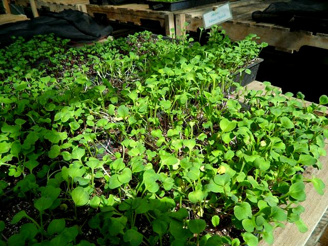 Microgreens, organic, green house, invernero, Parador Resort and Spa, food, vegetables, TS76