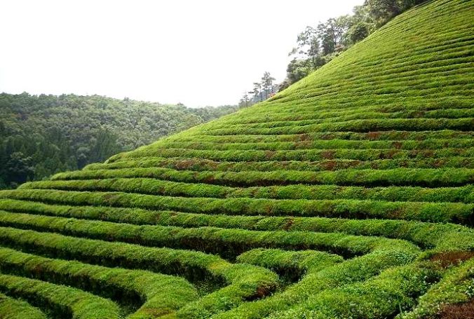 South Korea, Boseong, green tea field, tea plantation, travel, photography, TS76