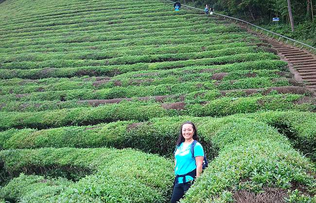 South Korea, Boseong, green tea field, tea plantation, travel, photography, TS76