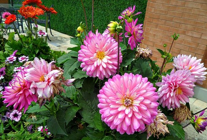 Toronto, Ontario, Windsor Arms, hotel, spa, afternoon tea, terrace, flowers, photography, TS76