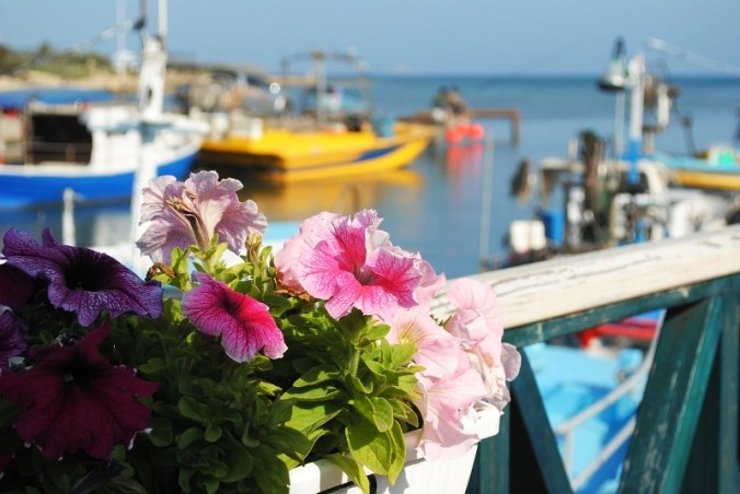 Boats, moored boats, Cyprus, flowers, travel, photography