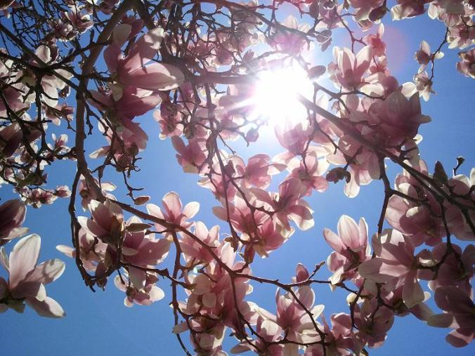 Magnolia tree, flowers, nature, photography