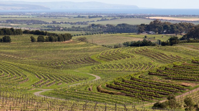 Vineyards in the Barossa Valley, South Australia.