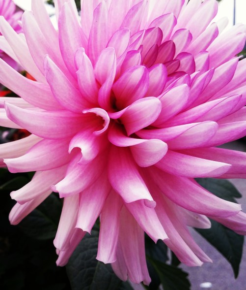 Pay attention to the details! This pink flower is so vibrant and intricate details needed to be captured!