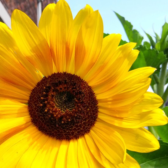 Gorgeous sunflower